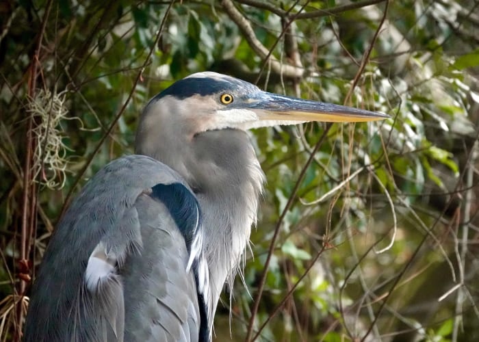 29. Sea Pines Forest Preserve Hilton Head, S.C. sh