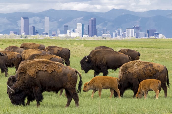 12 denver colorado bison sh