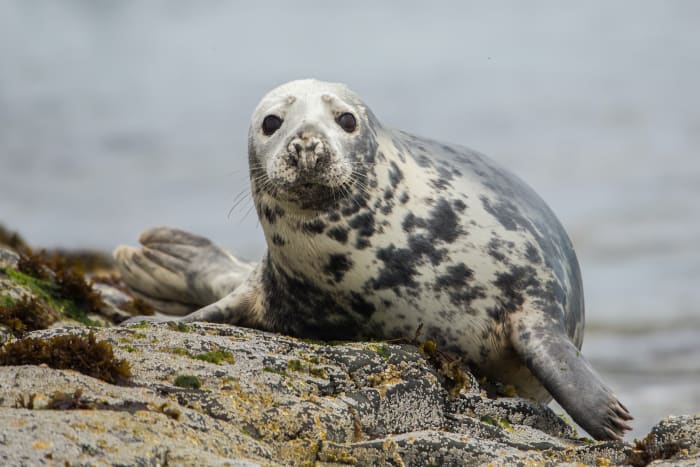 3 grey seal scotland sh