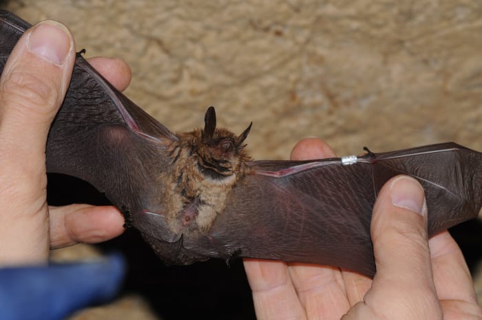 4 Geoffroy's bat sh