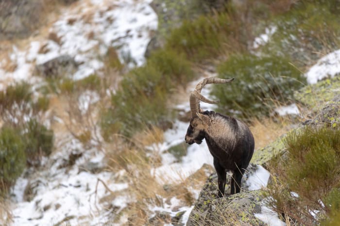 5. Iberian wild goat sh