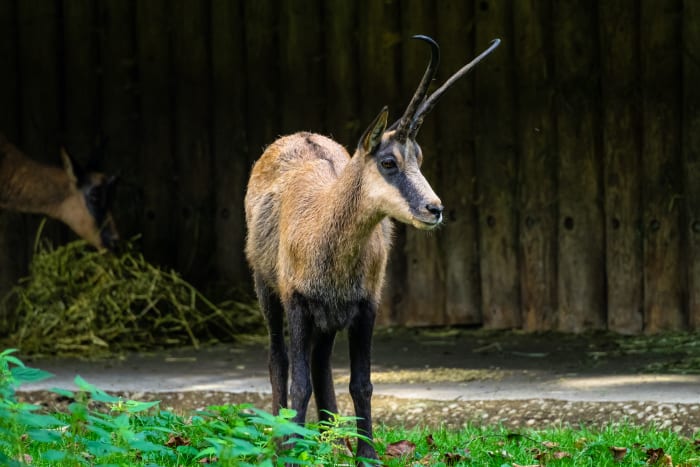 7 southern chamois r pyrenica ornata sh