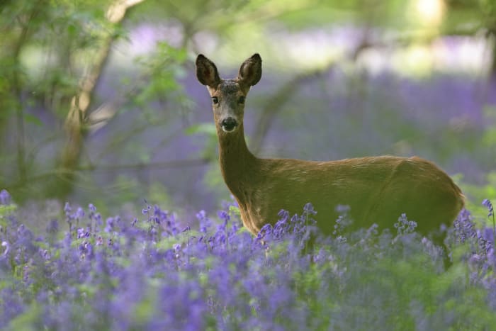 15. Western roe deer sh