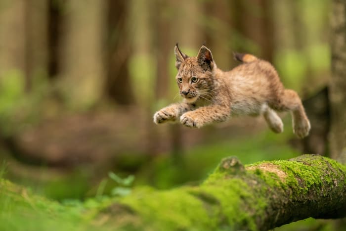 10 Eurasian lynx cub sh