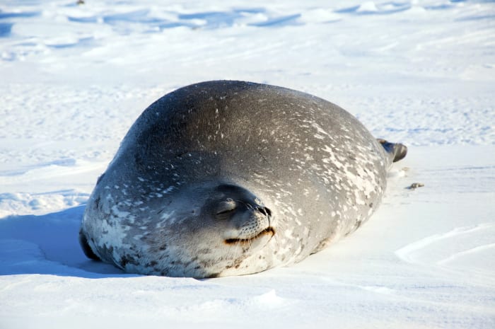 18. Ringed seal Pusa hispida sh