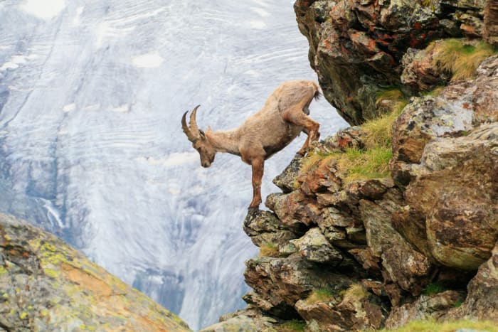 11. Alpine ibex sh