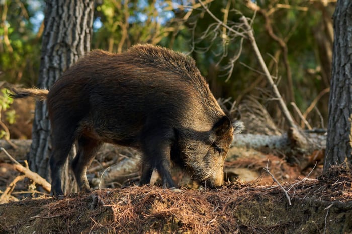 12. Wild boar sh