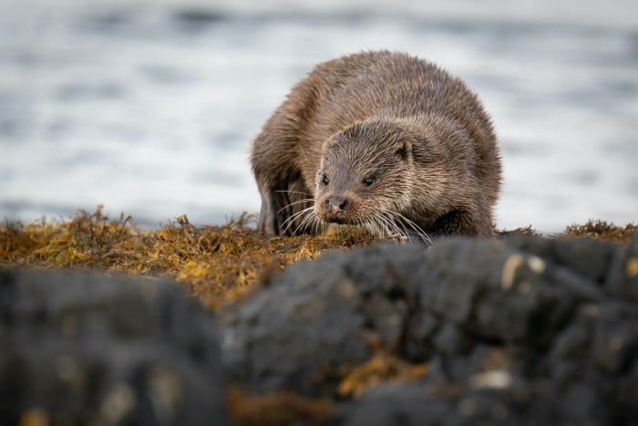 14. Eurasian otter sh