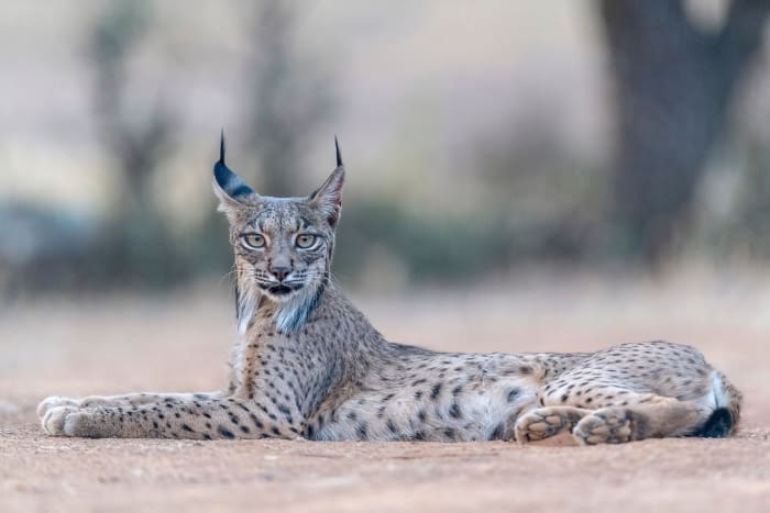 16. Iberian lynx sh