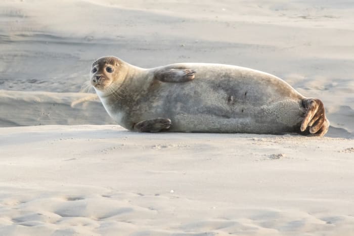 20. Harbour seal sh