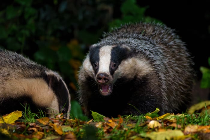 19. Eurasian badger sh