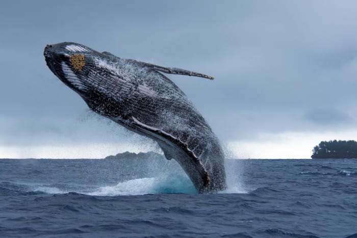 23. Humpback whale sh