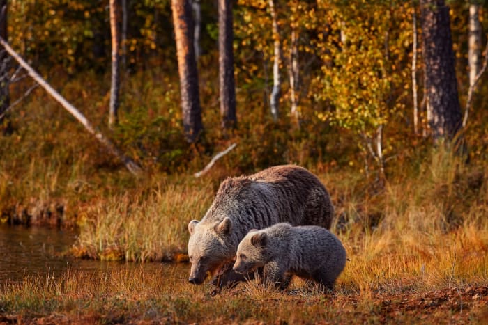 22. Brown bear sh