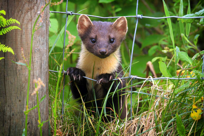 24. Pine marten sh