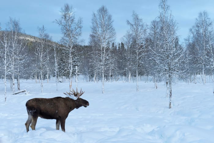 25. Eurasian elk sh