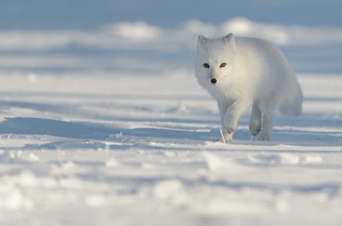 26 arctic fox sh