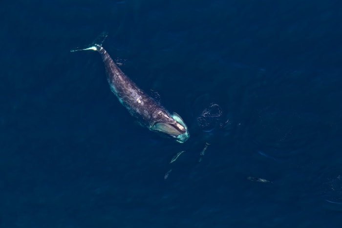 29 North Atlantic right whale sh