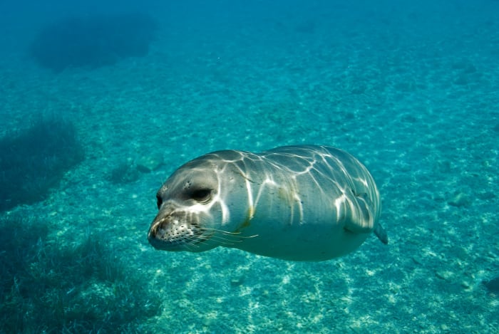 28 mediterranean monk seal sh