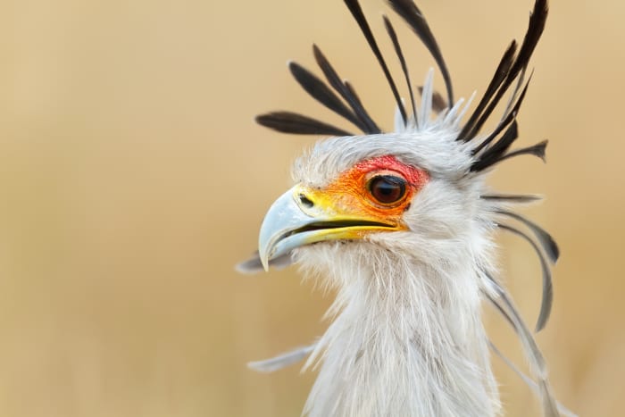 5b kruger np safrica secretary bird sh