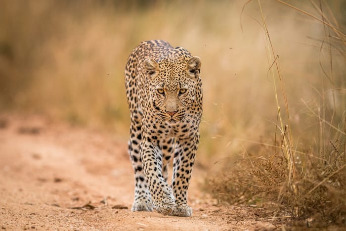 5 Kruger leopard sh