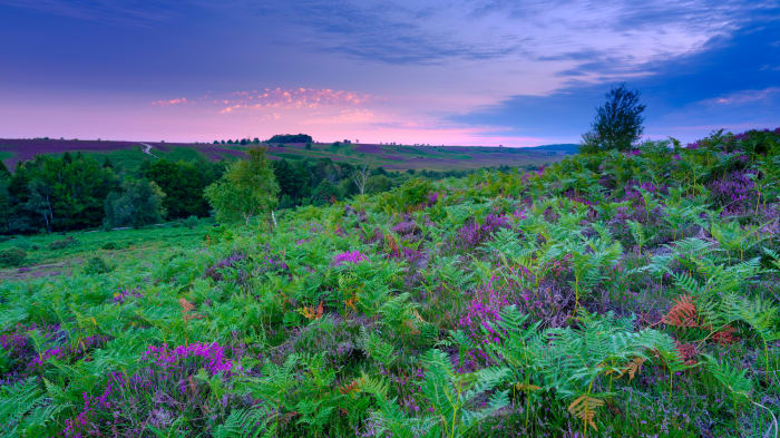 10b New Forest National Park, Hampshire, enlgand sh