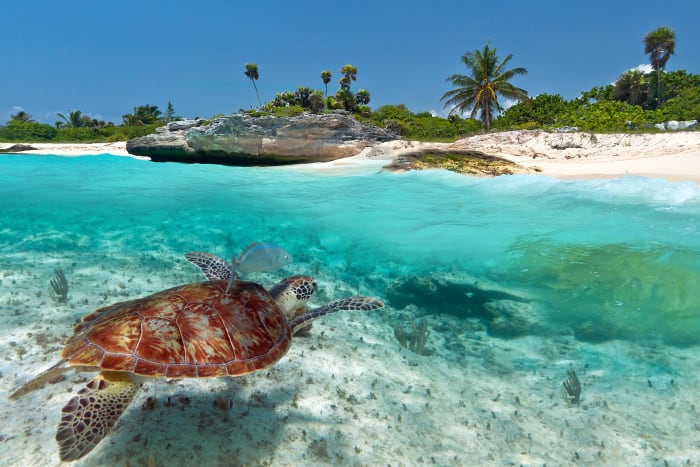 12 playa del carmen mexico turtle sh
