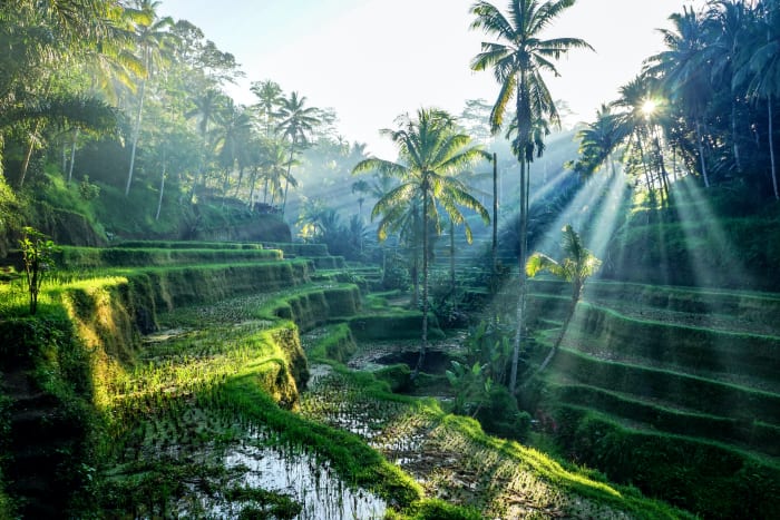 7 bali rice terraces tropics sh