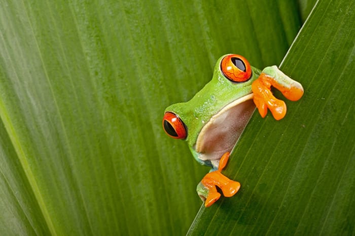 27 costa rica frog sh