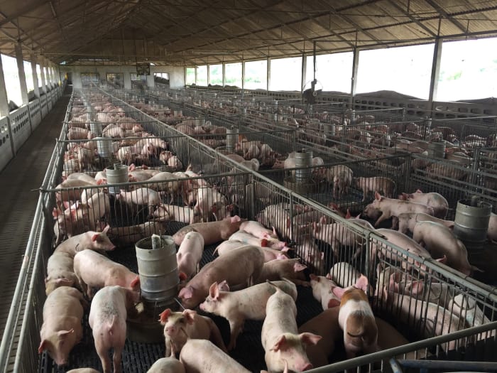 10. pork pig farm sh