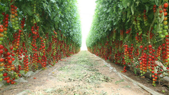 22 cherry tomatoes sh