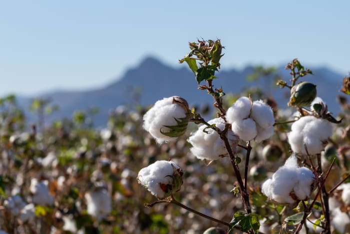 cotton arizona sh