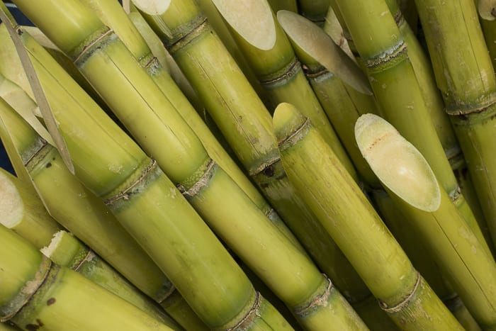 sugarcane sh