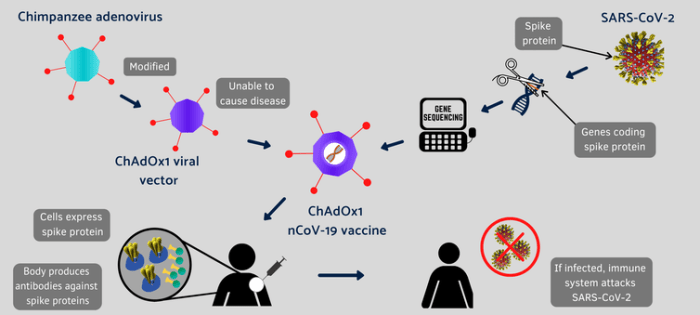 Genetic material encoding the spike protein, which enables to infect human cells, is inserted into a modified cold virus from chimps. This combination is the Oxford-AstraZeneca vaccine that was then injected into volunteers. The vaccine allows the muscle cells in the arm to manufacture the spike protein, which gives the body a preview of the virus and allows it to develop an immune response should the real virus strike. University of Oxford, CC BY-SA