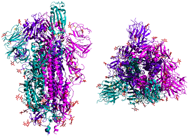 An illustration of the SARS-CoV-2 spike protein shown from the side (left) and top. The protein latches onto human lung cells. 5-HT2AR/Wikimedia