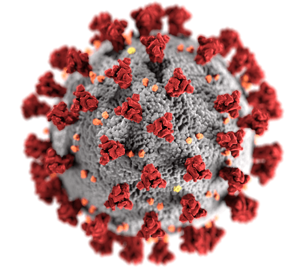 An illustration of one SARS-CoV-2 virus particle shows its spike proteins (in red) scattered across its surface. CDC/ Alissa Eckert, MS; Dan Higgins, MAMS, CC BY