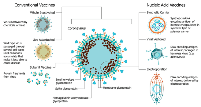 Researchers can build vaccines based on a number of what they call platforms – different technological ways to safely introduce your immune system to the targeted virus. Blakney AK, Ip S, Geall AJ. An Update on Self-Amplifying mRNA Vaccine Development. Vaccines. 2021; 9(2):97., CC BY