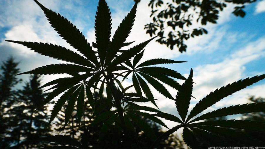 Aurora Cannabis Drops After Plans For 1 For 12 Reverse Stock Split Thestreet