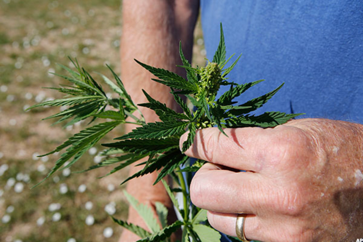 Мужское растение марихуаны курить сколько дней анализ марихуаны