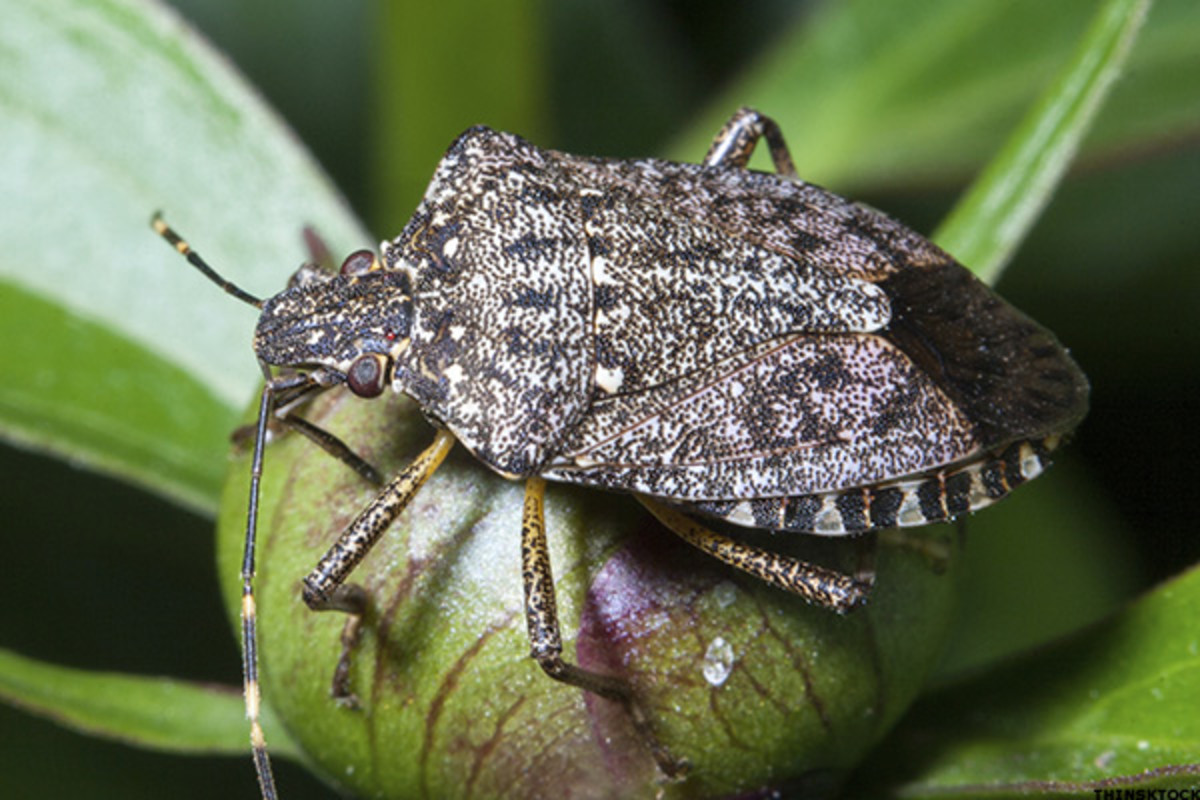 How to Make Sure Stink Bugs Stay Out Of Your Home This Fall.