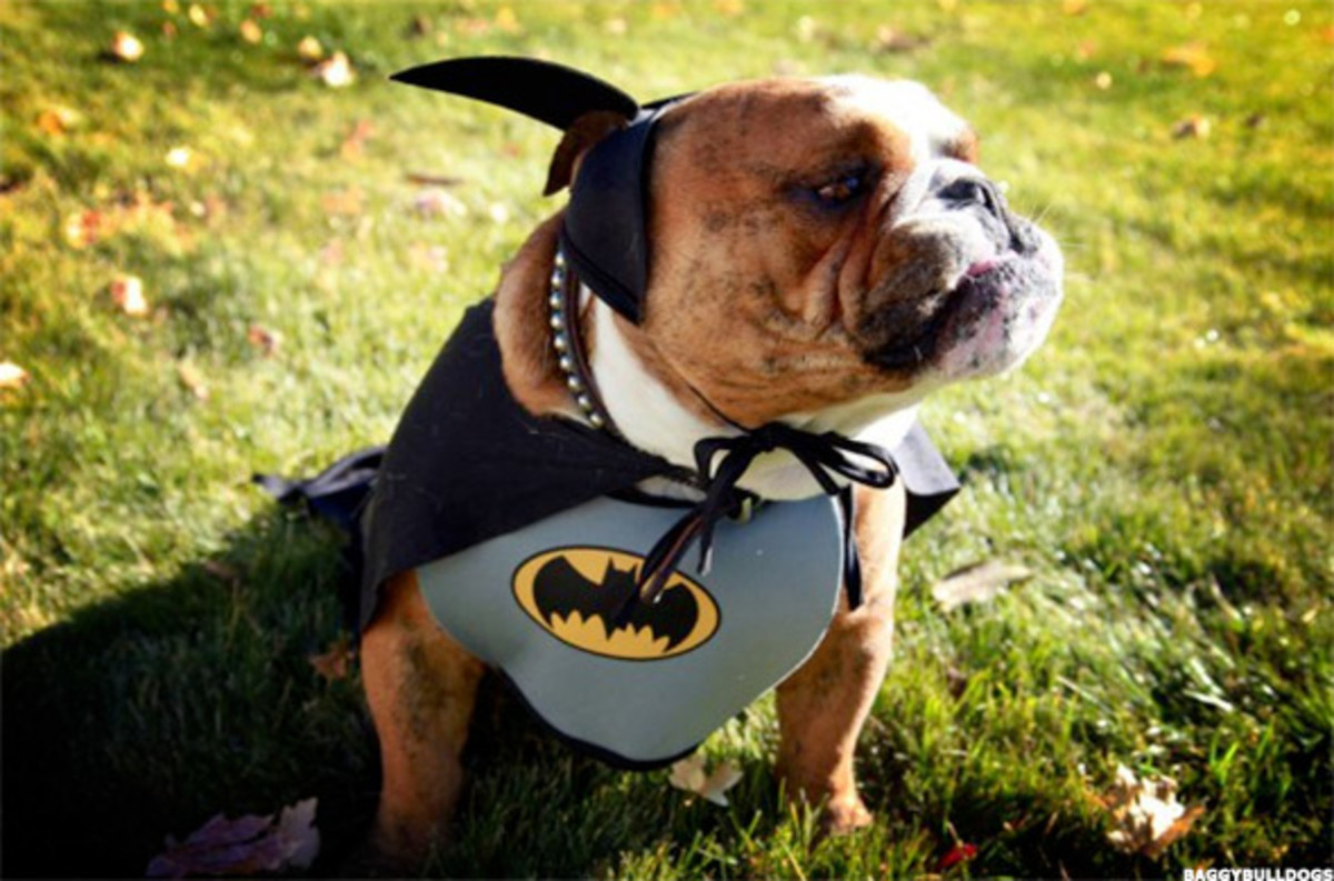 Сценка собаки. Собака Супергерой. Собака Бэтмен. Костюм Бэтмена для собаки. Французский бульдог Супергерой.