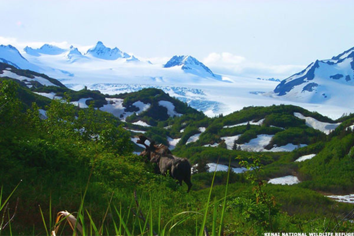 Excellent ROI for the Government: National Wildlife Refuges - TheStreet