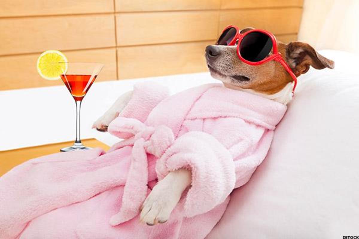 4 Most Expensive Ways to Pamper Your Pet TheStreet