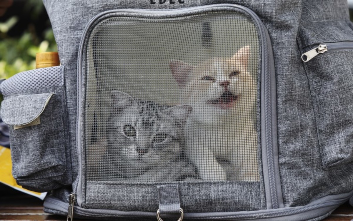 removing seresto collar