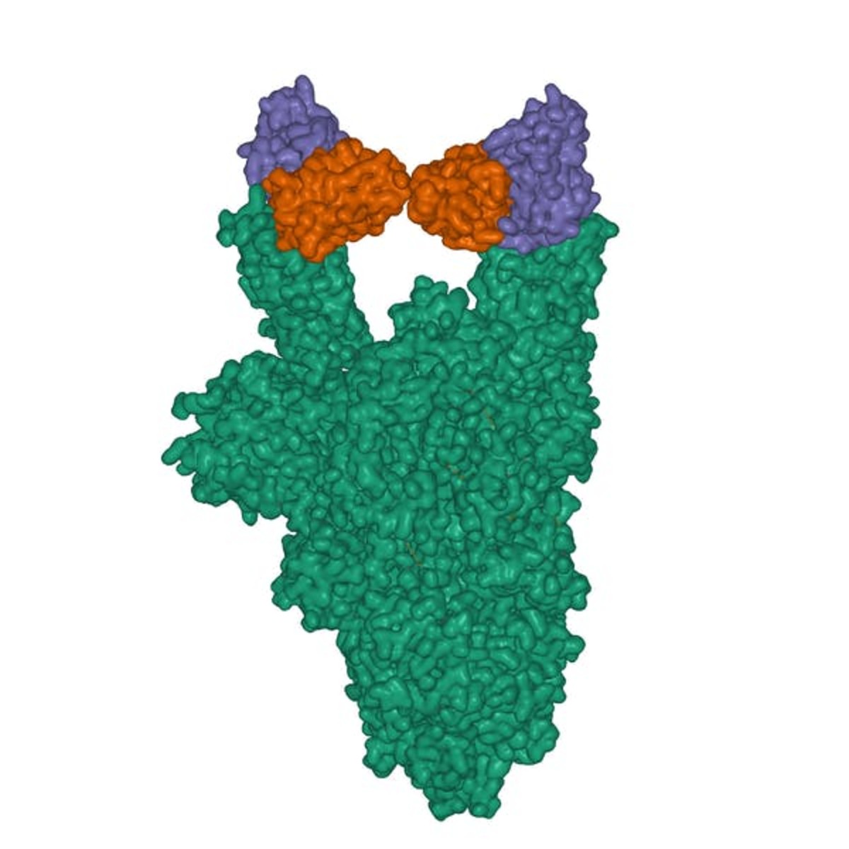 When a Y-shaped antibody (green) binds to the spike protein (blue and brown) of the SARS-CoV-2, the coronavirus is unable to infect cells. vdvornyk/iStock/Getty Images Plus