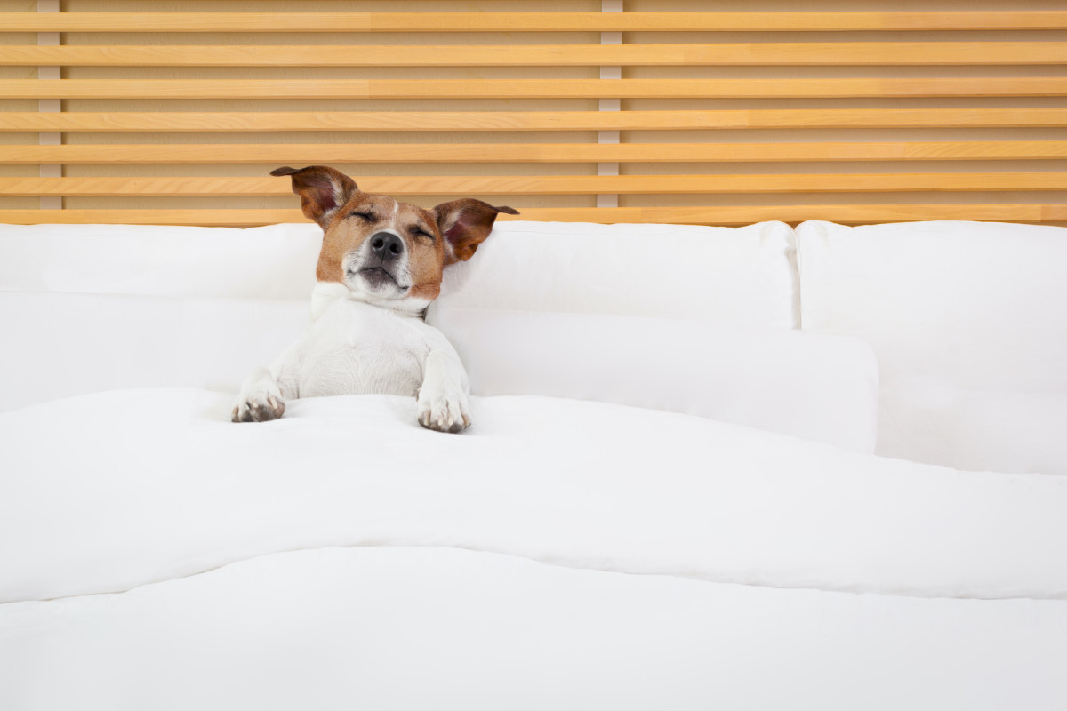 Traveling With Pets? How to Find the Right Hotel