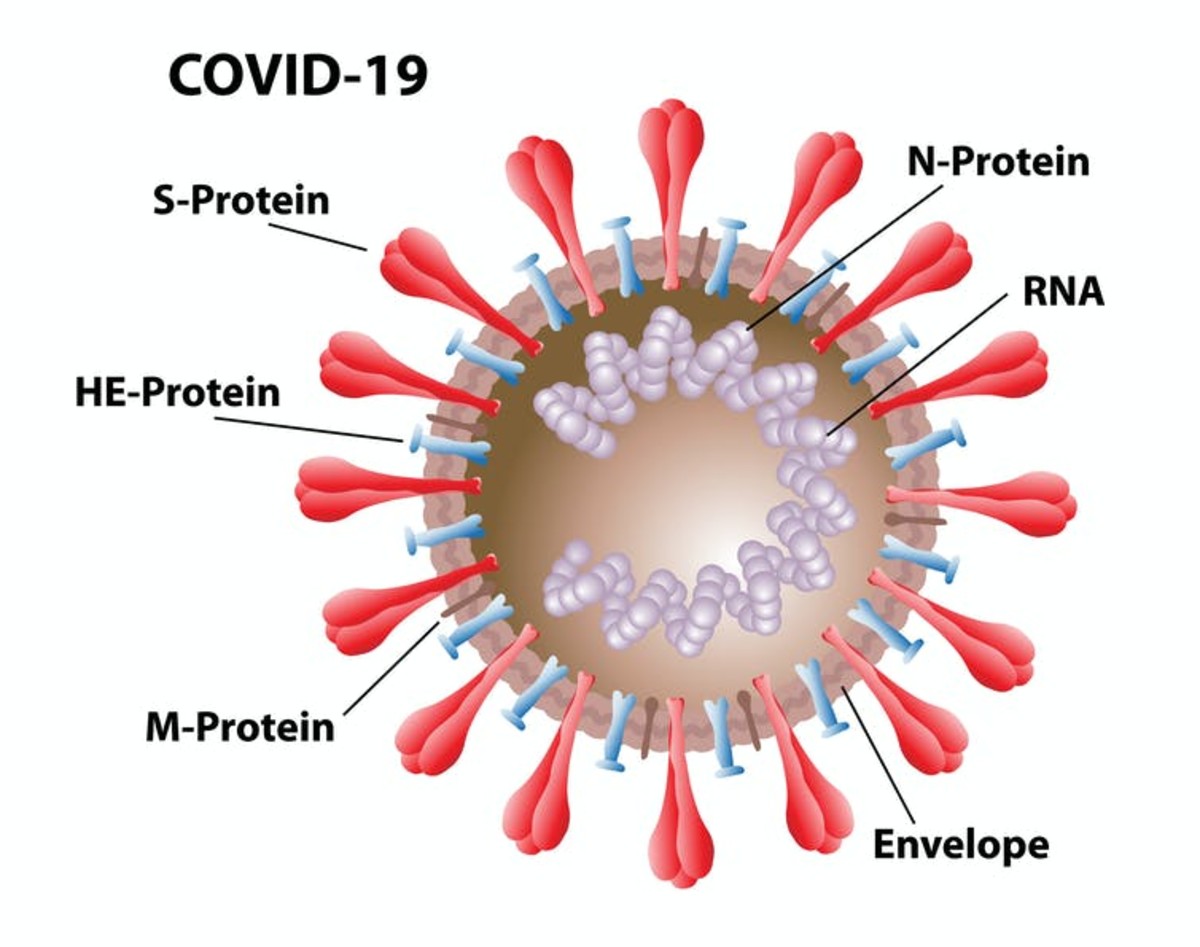 Parts of the coronavirus, including the N protein. OSweetNature/Shutterstock