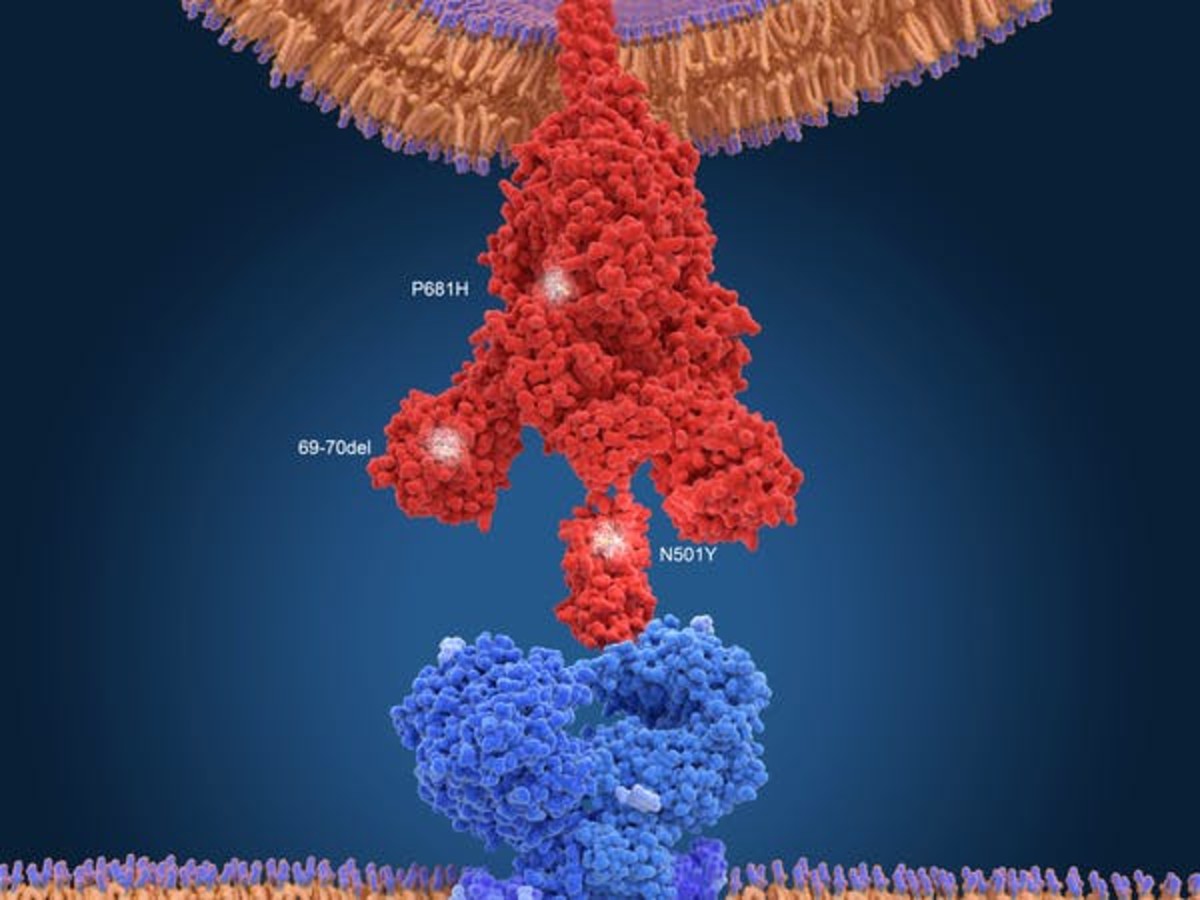 The new variant of the SARS-CoV-2 coronavirus, B.1.1.7., was first identified in the U.K. in December. The red object is a spike protein of the coronavirus, and it interacts with the (blue) ACE2 receptor on the human cell to infect it. The mutations of the new variant are labeled, showing their position on the spike protein. Juan Gaertner/Science Photo Library via Getty Images