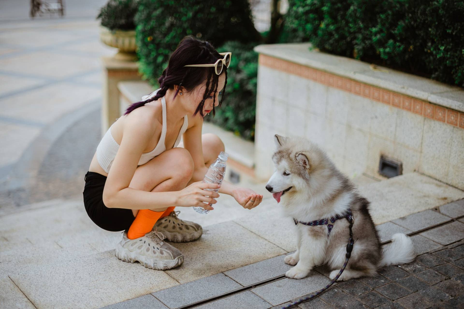 Lowe's Is Going to the Dogs. And Cats. - Vimarsana News