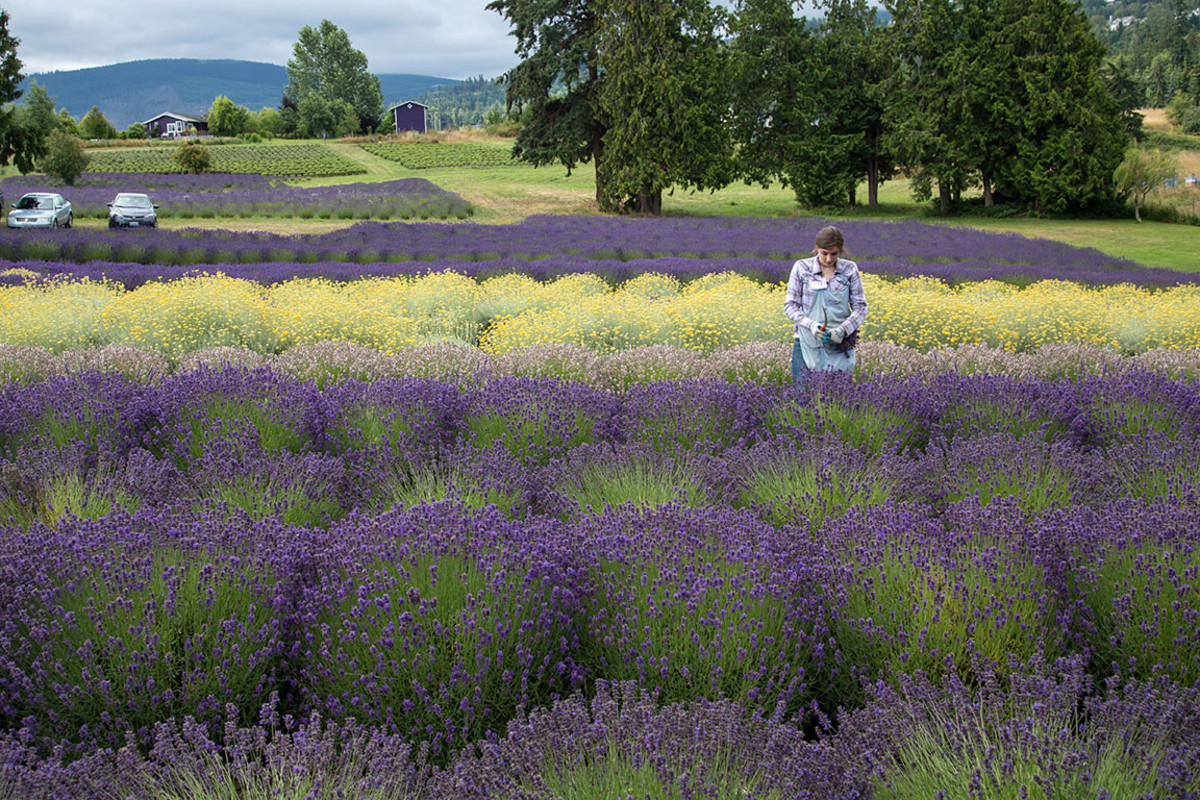 sequim, Washington, lavender, agriculture