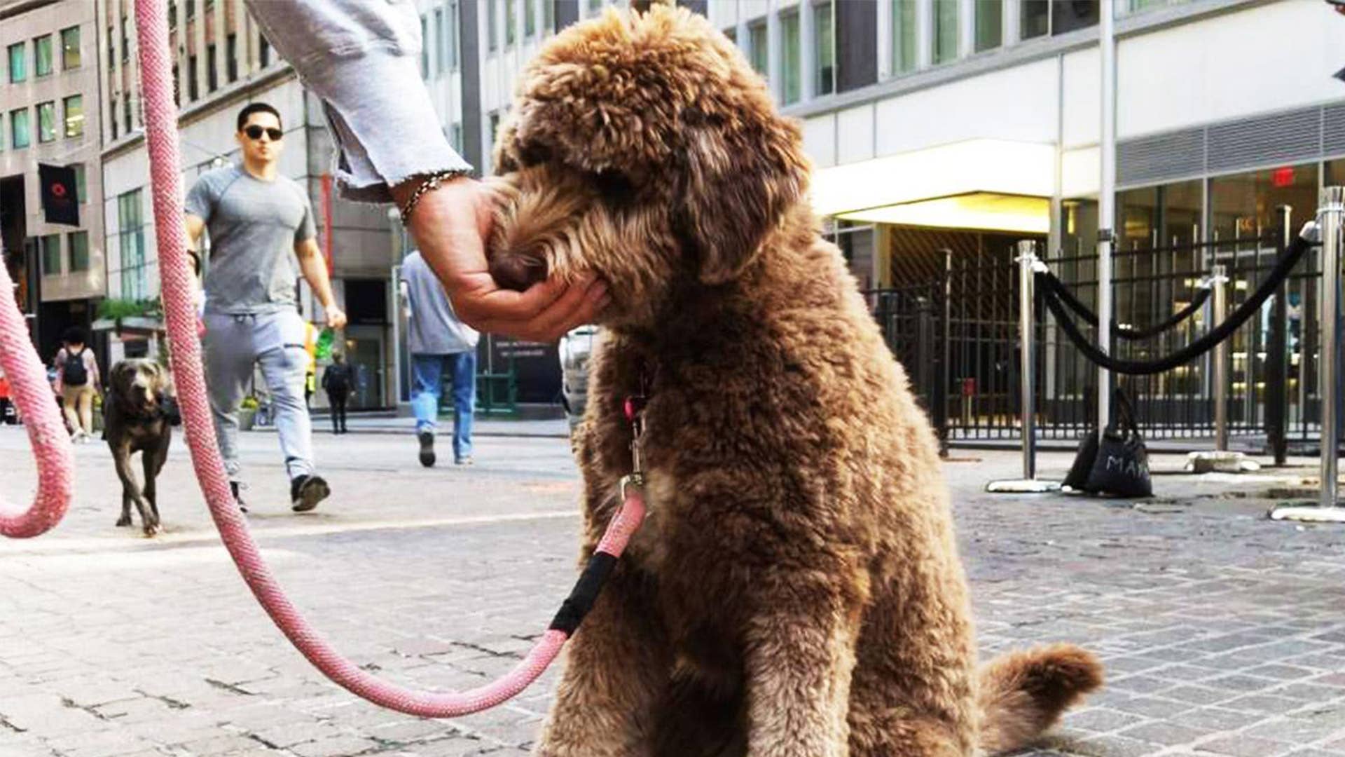 Action Alerts: Pet Firm's Report Lags, Chipmaker Beats on Profit - Vimarsana News